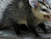 Google com uma nova atualização - Google Possum