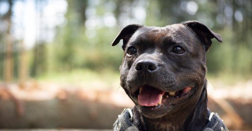 Cachorro: Staffordshire bull terrier