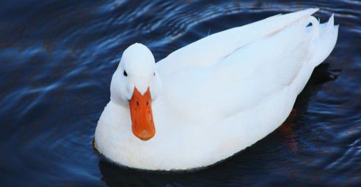 A Síndrome do Pato