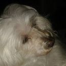Kika Minha cachorra